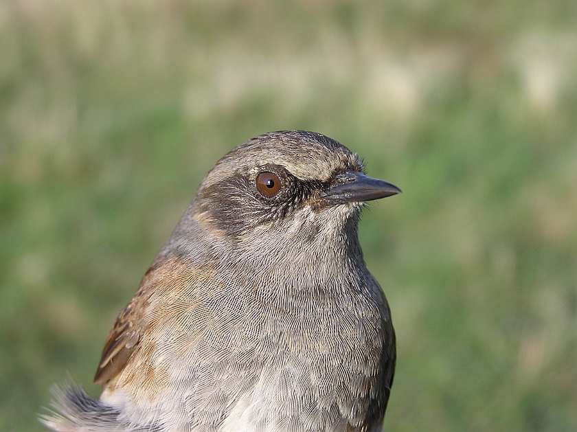 Dunnock, Sundre 20080503